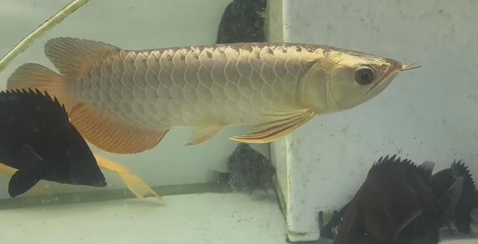 龍魚批發市場價格范圍是多少？，龍魚品種及種及價格對照表