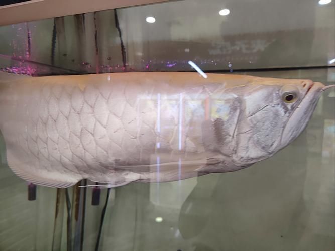 給我一張銀龍魚的圖片，銀龍魚風水缸的最佳位置在哪里，龍魚風水缸擺放實例 給我一張銀龍魚的圖片，銀龍魚風水缸的最佳位置在哪里，龍魚風水缸擺放實例 龍魚百科 第5張