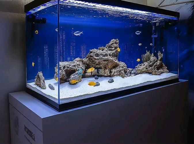 彩蝶和博特哪個性價比更高？，“彩蝶”與“博宇”魚缸品牌對比分析和配圖的性價比分析 彩蝶和博特哪個性價比更高？，“彩蝶”與“博宇”魚缸品牌對比分析和配圖的性價比分析 龍魚百科 第1張