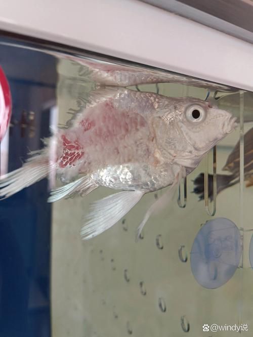 飛鳳魚有哪些常見疾病？，關(guān)于飛鳳魚疾病的詳解 飛鳳魚有哪些常見疾??？，關(guān)于飛鳳魚疾病的詳解 龍魚百科 第9張