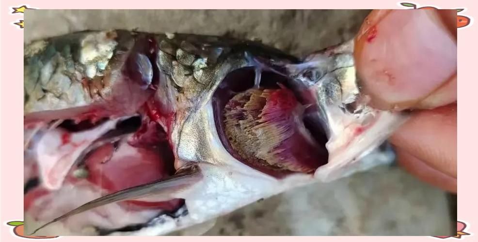 如何判斷魚是否患上菌鰓或蟲鰓，pubmed和arxiv論文診斷指南（pubmed和arxiv論文助手）