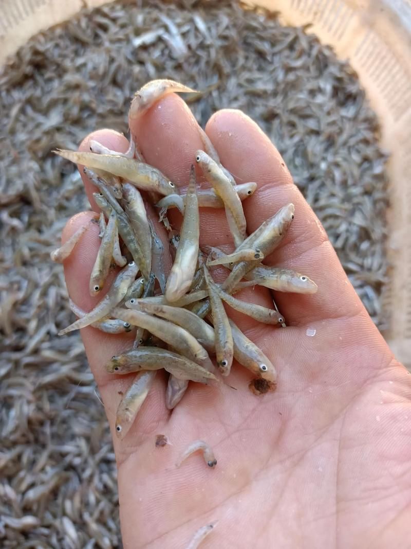 如何清洗和消毒龍魚飼料魚？，龍魚飼料魚清洗與消毒