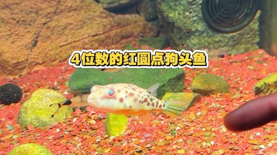 給我一些關于奈及利亞紅圓點狗頭的圖片，利亞紅圓點狗頭是一種流行的狗狗品利亞紅圓點狗頭