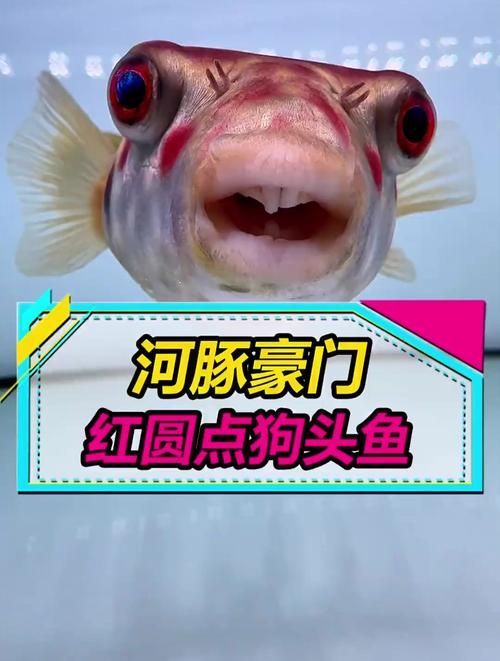 給我一些關于奈及利亞紅圓點狗頭的圖片，利亞紅圓點狗頭是一種流行的狗狗品利亞紅圓點狗頭