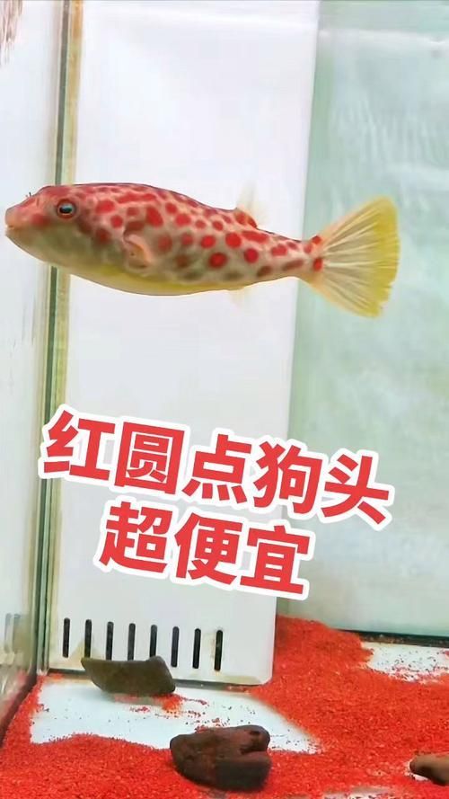 給我一些關于奈及利亞紅圓點狗頭的圖片，利亞紅圓點狗頭是一種流行的狗狗品利亞紅圓點狗頭