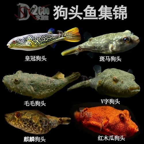 給我一些關于奈及利亞紅圓點狗頭的圖片，利亞紅圓點狗頭是一種流行的狗狗品利亞紅圓點狗頭