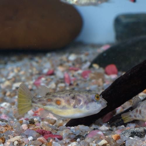 給我一些關于奈及利亞紅圓點狗頭的圖片，利亞紅圓點狗頭是一種流行的狗狗品利亞紅圓點狗頭