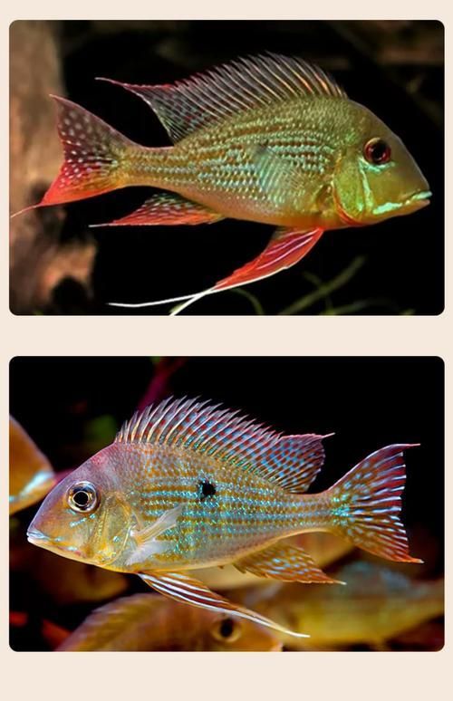 白子關刀魚有哪些品種？，五指連鰭唇魚的養(yǎng)殖難度如何？