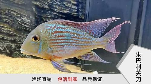 白子關(guān)刀魚有哪些品種？，五指連鰭唇魚的養(yǎng)殖難度如何？
