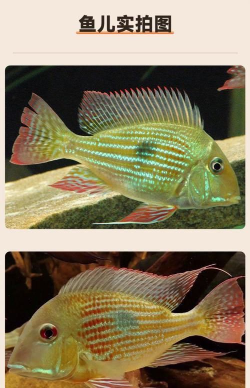 白子關(guān)刀魚有哪些品種？，五指連鰭唇魚的養(yǎng)殖難度如何？
