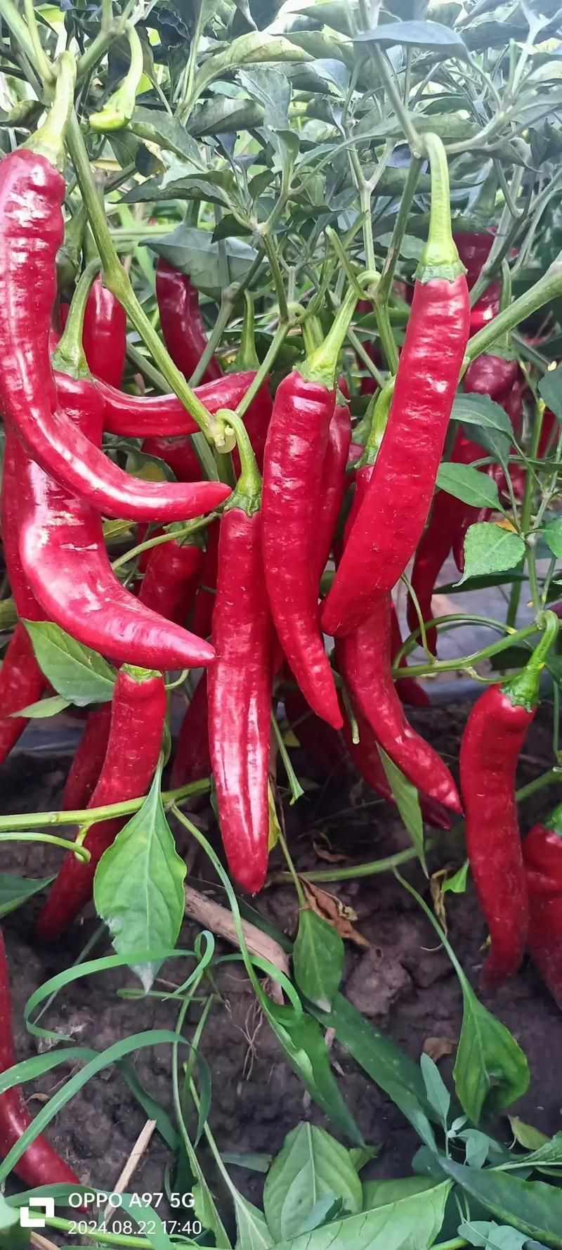 綠皮辣椒小紅龍有哪些特點？，“綠皮辣椒小紅龍”并非官方植物學品種名稱的特點