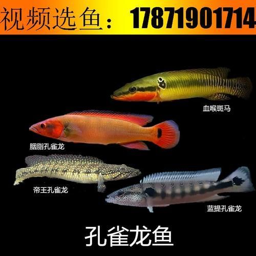 胭脂孔雀龍魚的價格是多少？，祥龍魚場哪個品種最受歡迎