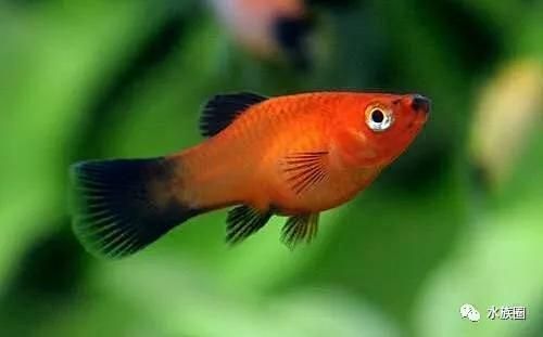 如何判斷龍魚打架是否嚴重，如何判斷龍魚打斗嚴重 如何判斷龍魚打架是否嚴重，如何判斷龍魚打斗嚴重 龍魚百科 第11張