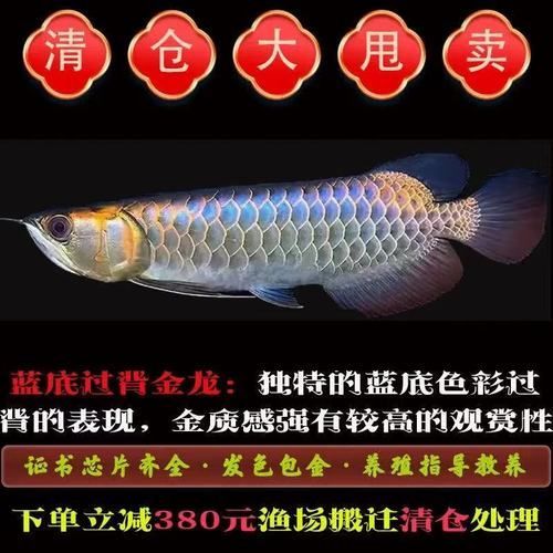 過背藍底金龍魚的價格范圍是多少 過背藍底金龍魚的價格范圍是多少 龍魚百科 第8張