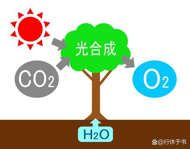 有哪些天然方法讓魚缺氧浮起，surfacerespiration(asr)魚類因缺氧浮起的機制