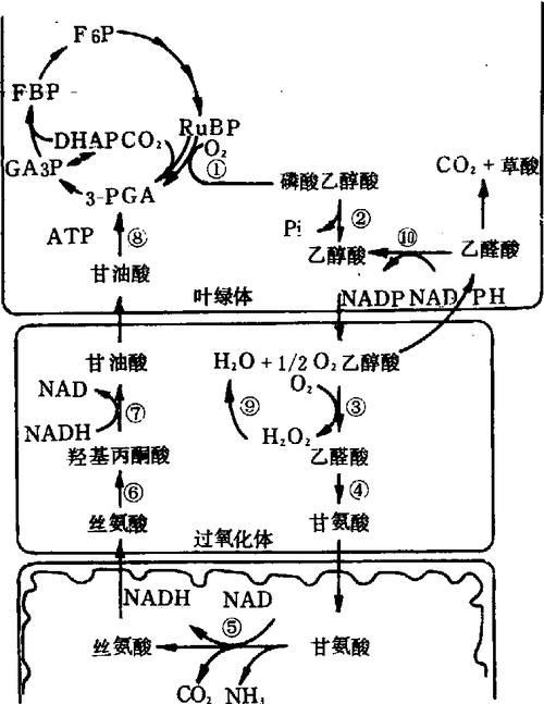 有哪些天然方法讓魚缺氧浮起，surfacerespiration(asr)魚類因缺氧浮起的機制
