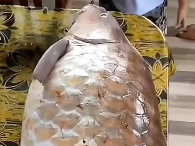 如何挑選新鮮的忘不了魚？，如何挑選新鮮忘不了魚