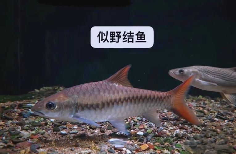 如何挑選新鮮的忘不了魚？，如何挑選新鮮忘不了魚