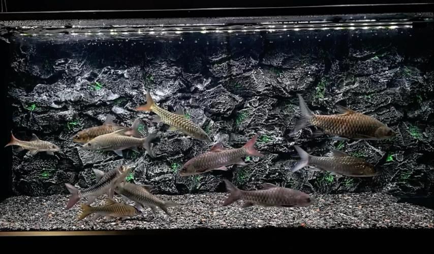 如何挑選新鮮的忘不了魚？，如何挑選新鮮忘不了魚