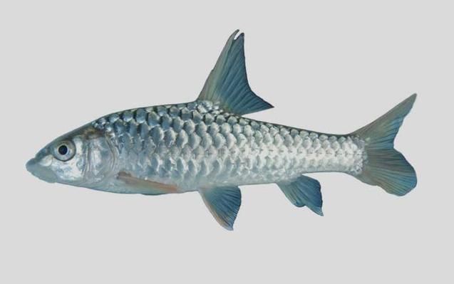 如何挑選新鮮的忘不了魚？，如何挑選新鮮忘不了魚