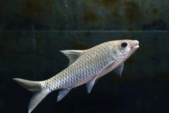 如何挑選新鮮的忘不了魚？，如何挑選新鮮忘不了魚