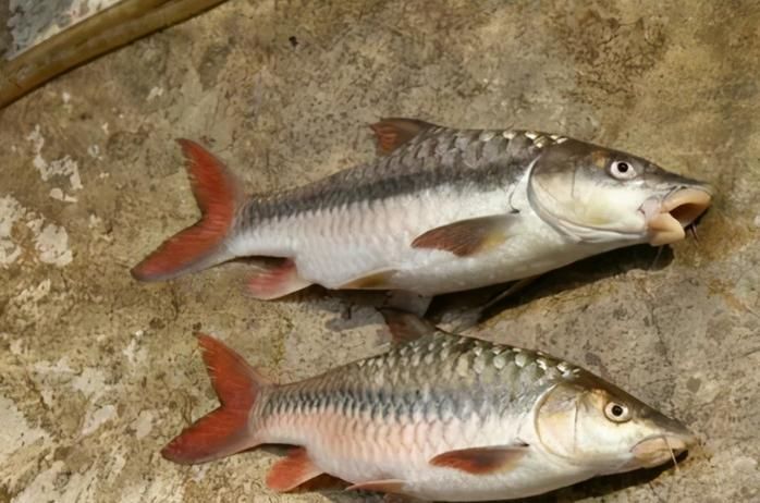 如何挑選新鮮的忘不了魚？，如何挑選新鮮忘不了魚