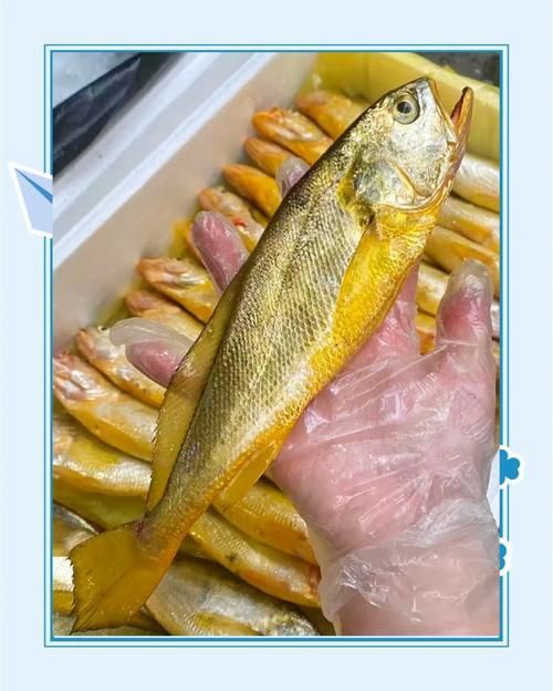 有哪些魚種恢復較快，大西洋藍鰭金槍魚、黃鰭金槍魚、大西洋藍鰭金槍魚、黃鰭金槍魚