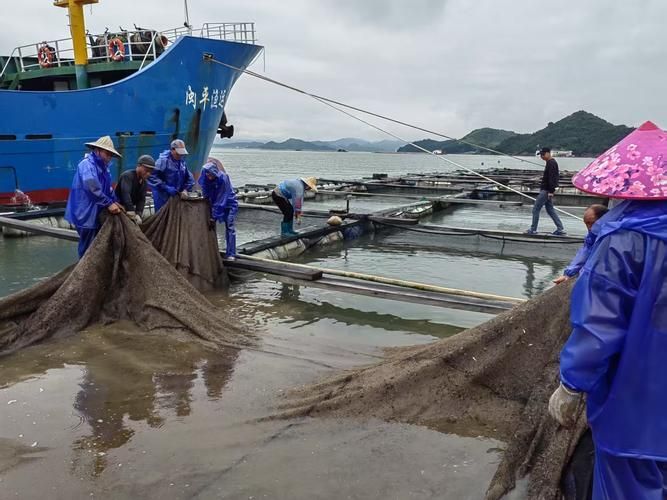有哪些魚種恢復較快，大西洋藍鰭金槍魚、黃鰭金槍魚、大西洋藍鰭金槍魚、黃鰭金槍魚