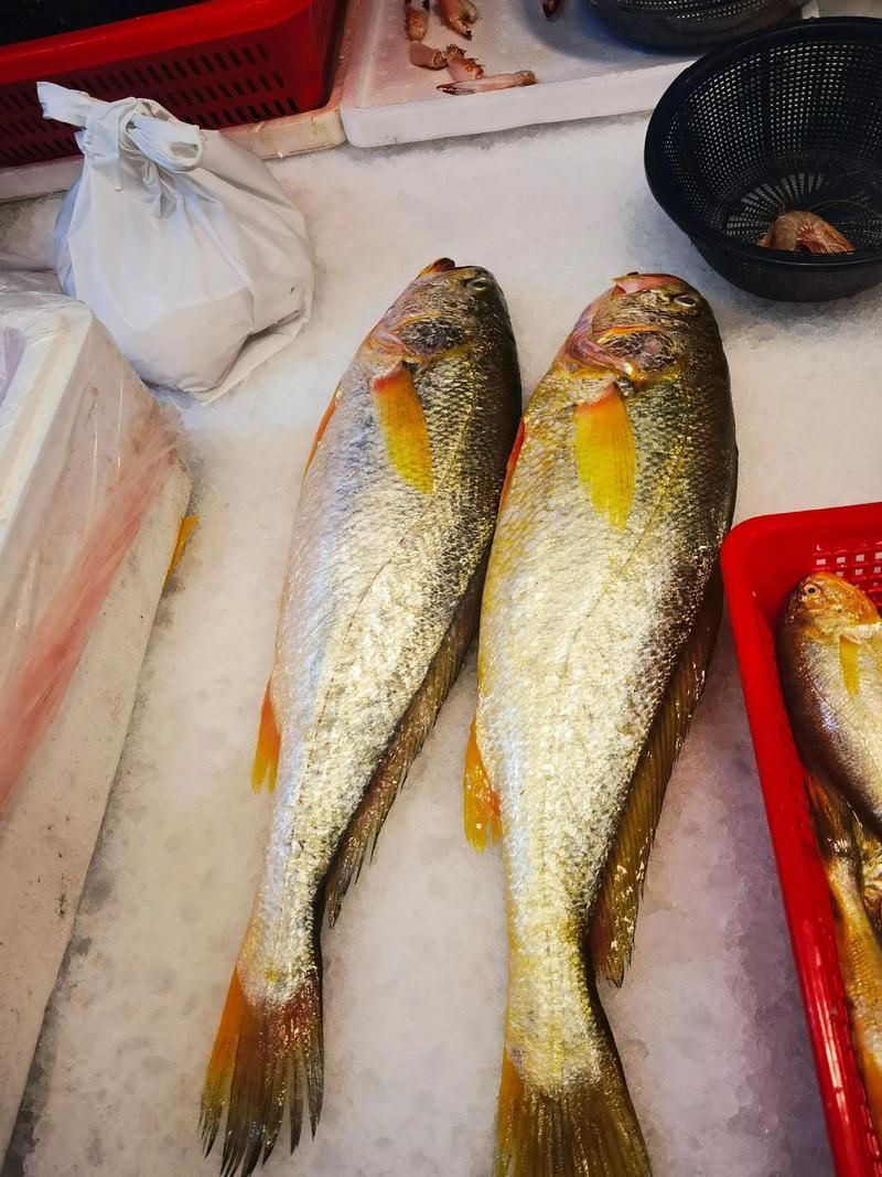 有哪些魚種恢復較快，大西洋藍鰭金槍魚、黃鰭金槍魚、大西洋藍鰭金槍魚、黃鰭金槍魚