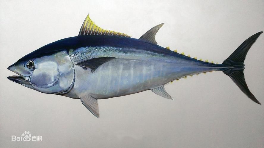 有哪些魚種恢復較快，大西洋藍鰭金槍魚、黃鰭金槍魚、大西洋藍鰭金槍魚、黃鰭金槍魚