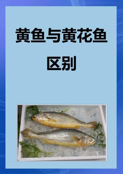 有哪些魚種恢復較快，大西洋藍鰭金槍魚、黃鰭金槍魚、大西洋藍鰭金槍魚、黃鰭金槍魚