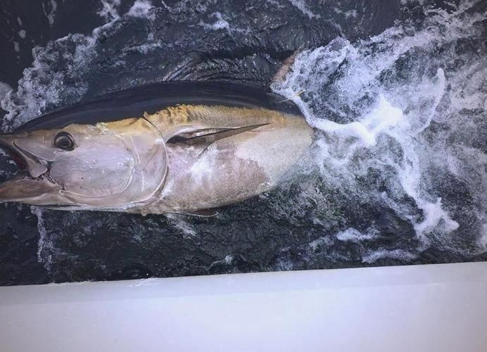 有哪些魚種恢復較快，大西洋藍鰭金槍魚、黃鰭金槍魚、大西洋藍鰭金槍魚、黃鰭金槍魚