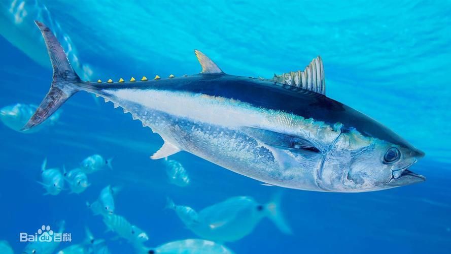有哪些魚種恢復較快，大西洋藍鰭金槍魚、黃鰭金槍魚、大西洋藍鰭金槍魚、黃鰭金槍魚