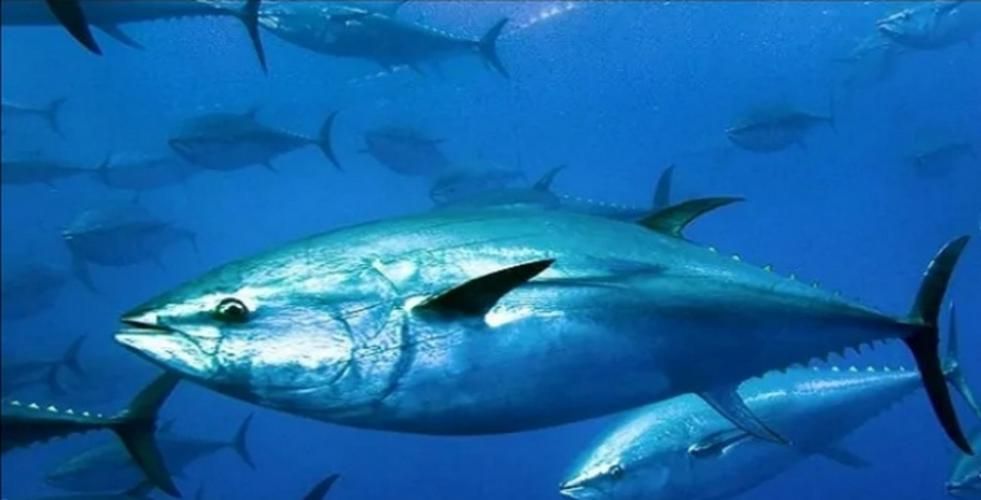 有哪些魚種恢復較快，大西洋藍鰭金槍魚、黃鰭金槍魚、大西洋藍鰭金槍魚、黃鰭金槍魚