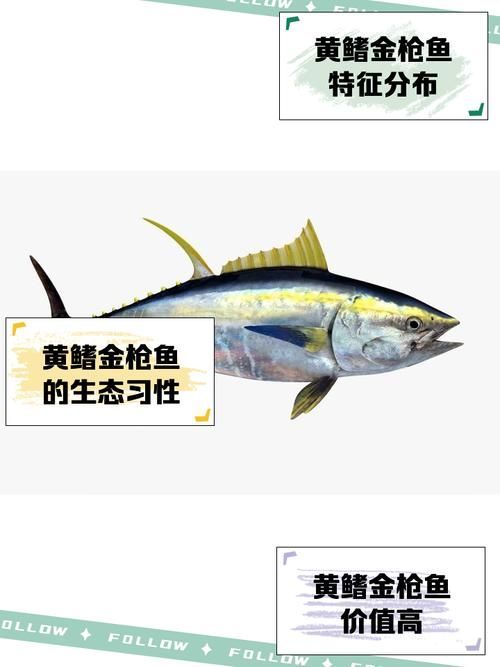 有哪些魚種恢復較快，大西洋藍鰭金槍魚、黃鰭金槍魚、大西洋藍鰭金槍魚、黃鰭金槍魚