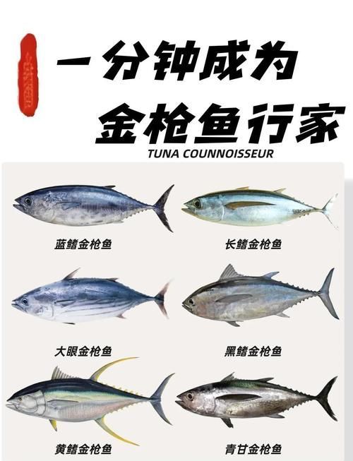 有哪些魚種恢復較快，大西洋藍鰭金槍魚、黃鰭金槍魚、大西洋藍鰭金槍魚、黃鰭金槍魚