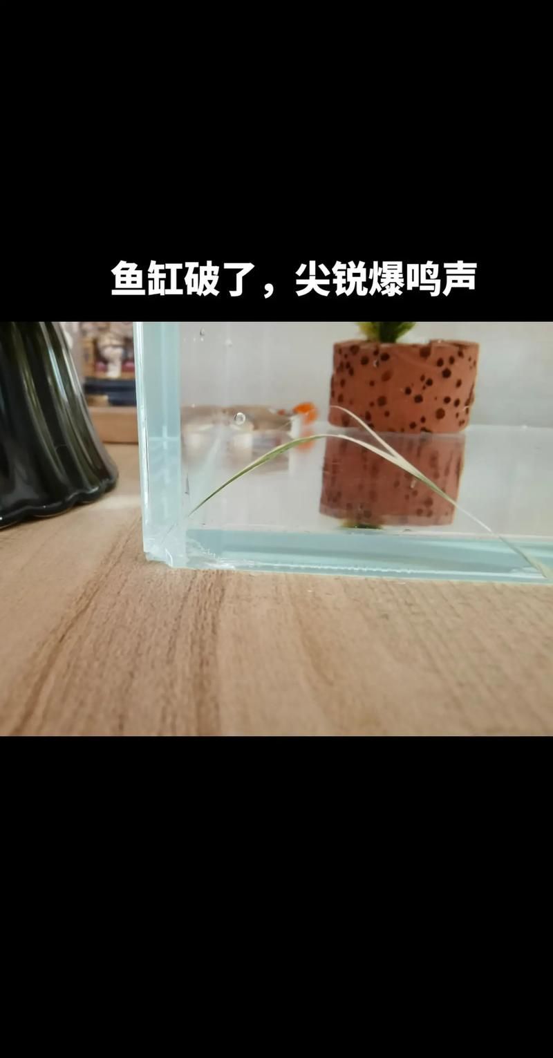 如何判斷龍魚缸的品牌真偽？，————權威鑒別指南