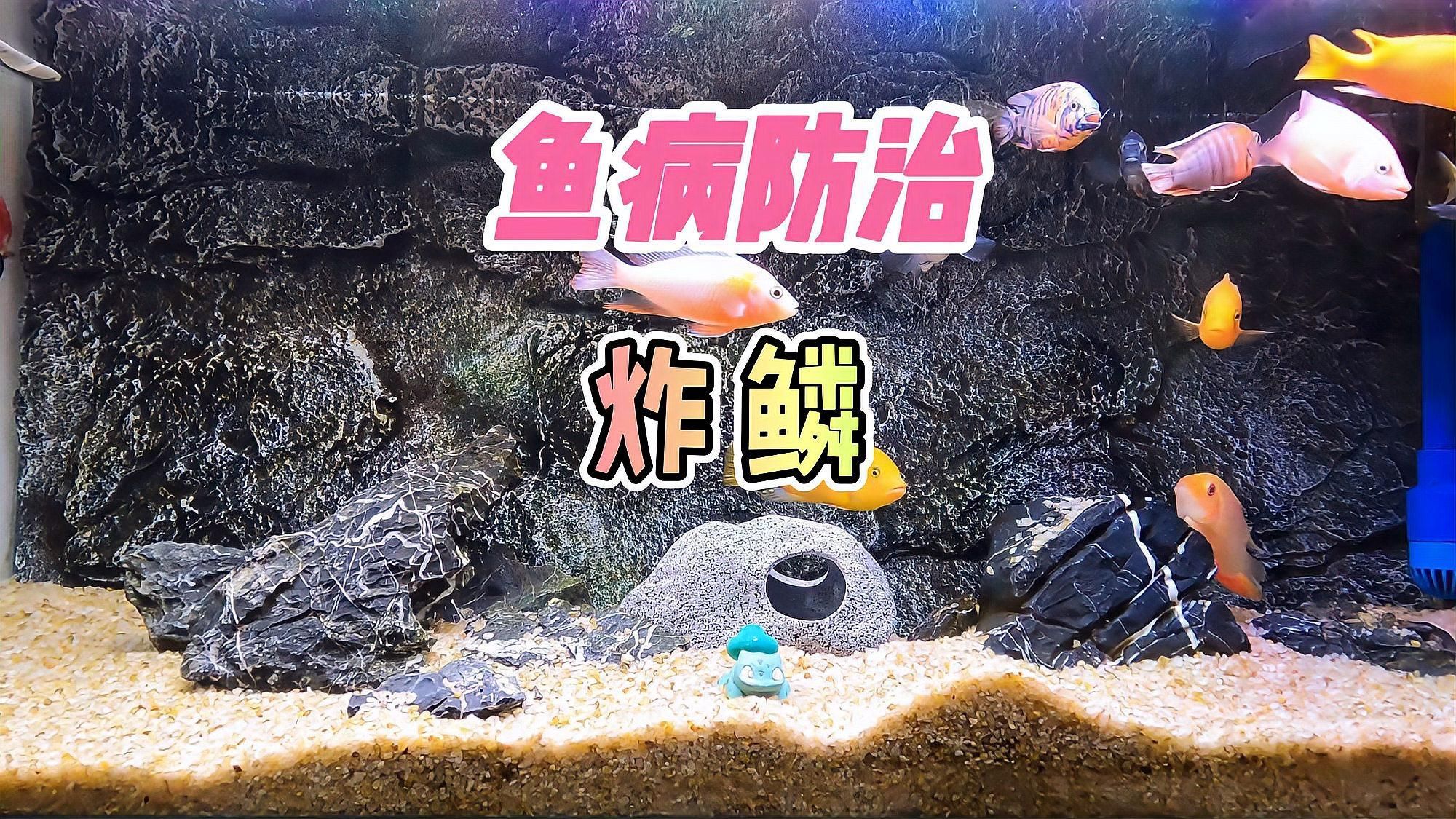 魚炸鱗后會怎樣，養魚筆記第2季:魚炸鱗、豎鱗、豎鱗、豎鱗怎么回事