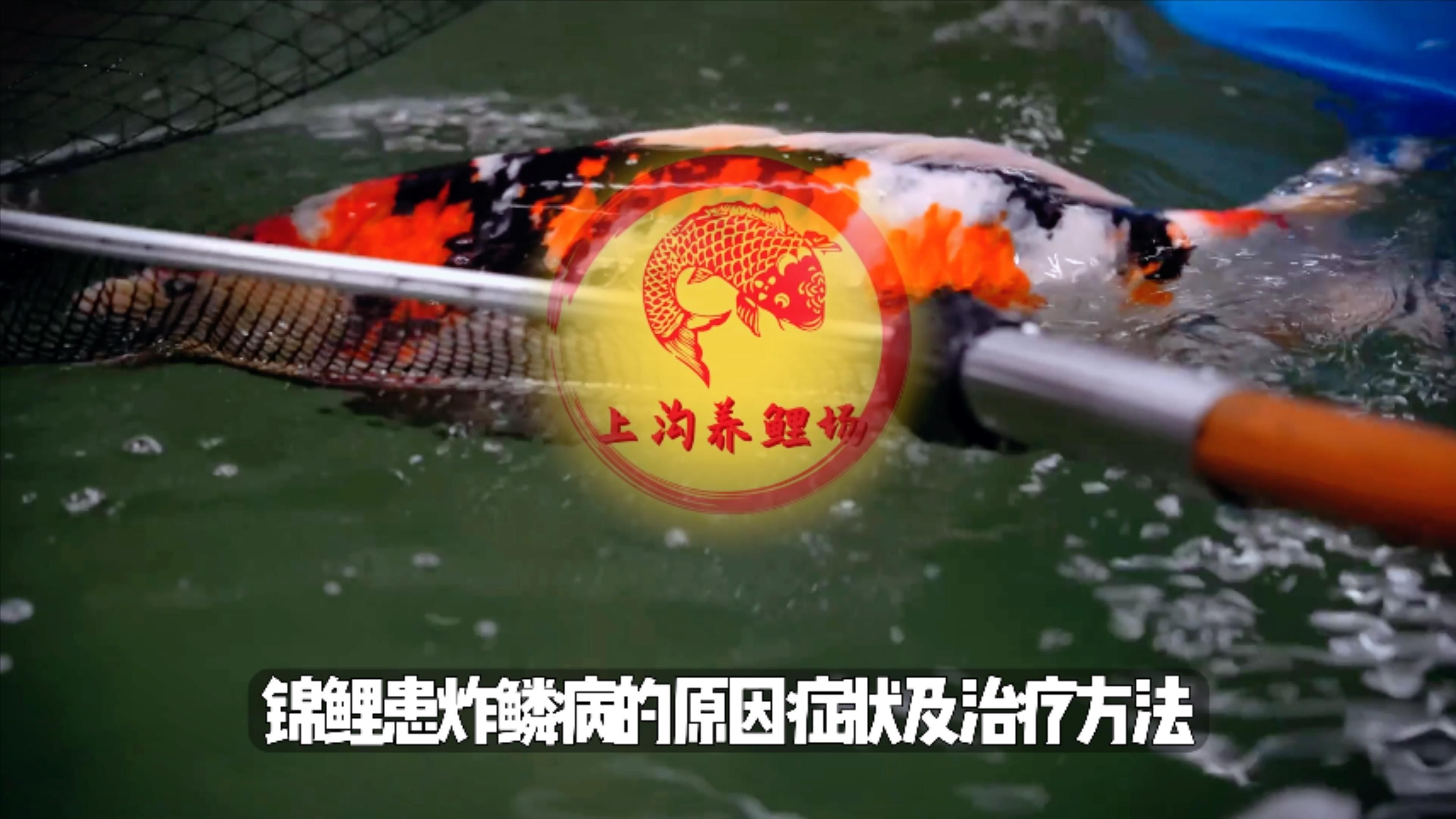 魚炸鱗后會怎樣，養魚筆記第2季:魚炸鱗、豎鱗、豎鱗、豎鱗怎么回事