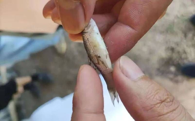 如何判斷紅龍魚外寄是否好轉，如何判斷紅龍魚外寄生蟲好轉 如何判斷紅龍魚外寄是否好轉，如何判斷紅龍魚外寄生蟲好轉 龍魚百科 第6張