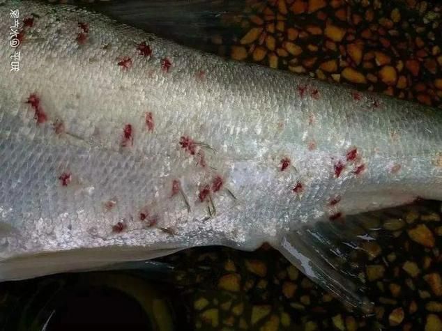 如何判斷紅龍魚外寄是否好轉，如何判斷紅龍魚外寄生蟲好轉 如何判斷紅龍魚外寄是否好轉，如何判斷紅龍魚外寄生蟲好轉 龍魚百科 第2張