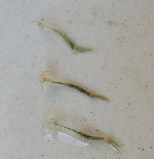 如何判斷紅龍魚外寄是否好轉，如何判斷紅龍魚外寄生蟲好轉 如何判斷紅龍魚外寄是否好轉，如何判斷紅龍魚外寄生蟲好轉 龍魚百科 第4張
