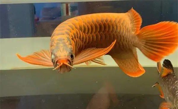 龍魚炸鱗鱗片潰爛能活多久，龍魚炸鱗三大原因揭秘