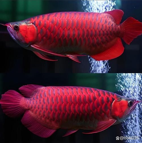能否提供一張更昂貴的魚(yú)的圖片，世界上最昂貴的幾種魚(yú) 能否提供一張更昂貴的魚(yú)的圖片，世界上最昂貴的幾種魚(yú) 龍魚(yú)百科 第19張