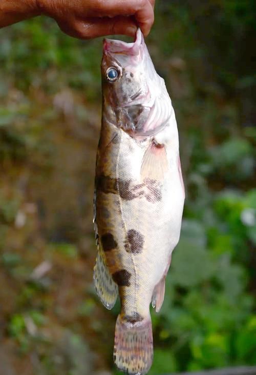 能否提供一張更昂貴的魚(yú)的圖片，世界上最昂貴的幾種魚(yú) 能否提供一張更昂貴的魚(yú)的圖片，世界上最昂貴的幾種魚(yú) 龍魚(yú)百科 第2張