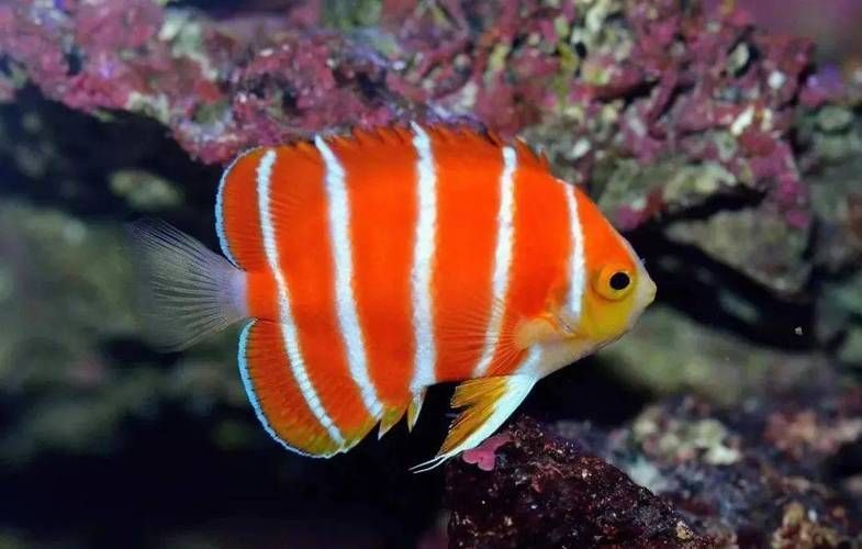 能否提供一張更昂貴的魚(yú)的圖片，世界上最昂貴的幾種魚(yú) 能否提供一張更昂貴的魚(yú)的圖片，世界上最昂貴的幾種魚(yú) 龍魚(yú)百科 第22張