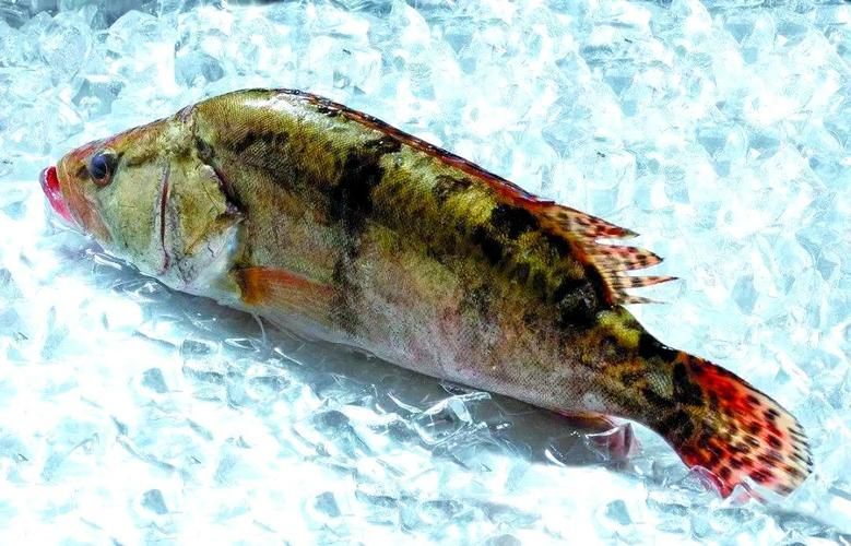 能否提供一張更昂貴的魚(yú)的圖片，世界上最昂貴的幾種魚(yú) 能否提供一張更昂貴的魚(yú)的圖片，世界上最昂貴的幾種魚(yú) 龍魚(yú)百科 第8張