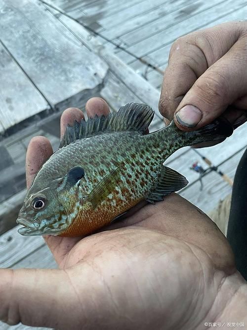 能否提供一張更昂貴的魚(yú)的圖片，世界上最昂貴的幾種魚(yú) 能否提供一張更昂貴的魚(yú)的圖片，世界上最昂貴的幾種魚(yú) 龍魚(yú)百科 第11張