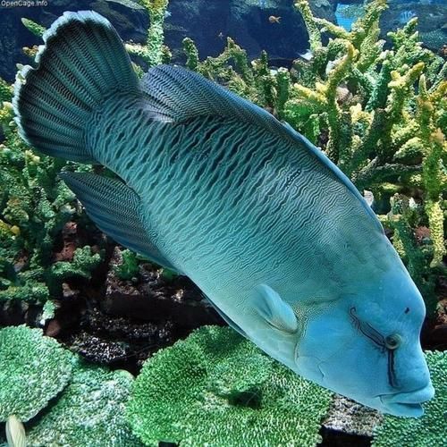 能否提供一張更昂貴的魚(yú)的圖片，世界上最昂貴的幾種魚(yú) 能否提供一張更昂貴的魚(yú)的圖片，世界上最昂貴的幾種魚(yú) 龍魚(yú)百科 第18張