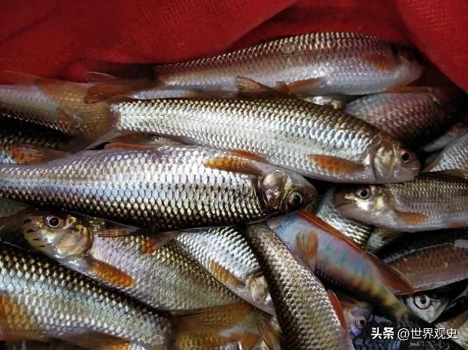 能否提供一張更昂貴的魚(yú)的圖片，世界上最昂貴的幾種魚(yú) 能否提供一張更昂貴的魚(yú)的圖片，世界上最昂貴的幾種魚(yú) 龍魚(yú)百科 第20張